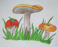 07.08.2016 - Мастер-класс: Как нарисовать грибы карандашом