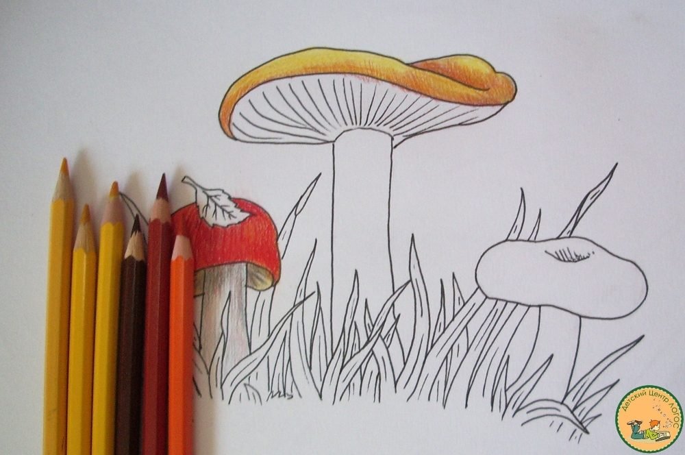 Мастер-класс: рисуем грибы карандашом
